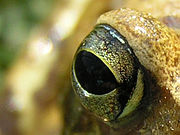 Auge eines Frosches