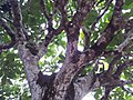 Gastonia mauritiana ("Bois boeuf") forming part of the forest canopy