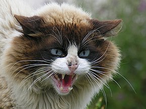 Un chat (Felis silvestris catus) en colère. (définition réelle 1 738 × 1 511)