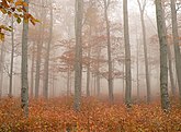 Gehrdener Berg 24.10.2012 (Archiv: 2012)