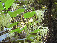 GiantKnotweed053.jpg