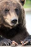 moreno oso is a California grizzly bear.
