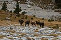 Harde de chamois à la Dent de Crolles