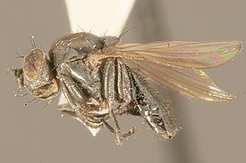 Diasemocera petrolei (=Helaeomyia petrolei)