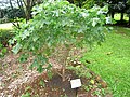 Hibiscus brackenridgei ind Lyon Arboretum.jpg