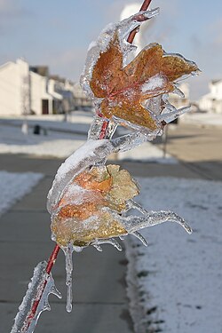 Verglas sur une feuille après une pluie verglaçante comportant des stalactites de formes variées