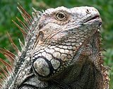 Iguana Costa Rica.jpg