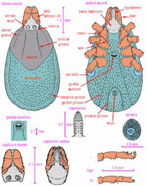 Budowa samicy