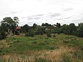 Trees with houses