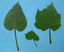 Différentes formes de feuilles.