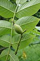 Tre juna frukto de la japana juglandarbo (J.ailantifolia)