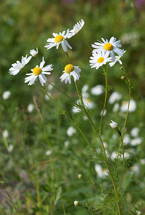 German chamomile (Matricaria recutita).