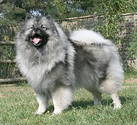 Keeshond Majic standing cropped.jpg