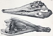 Kentisuchus spenceri の頭骨