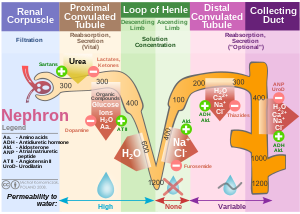 English: Nephron, Diagram of the urine formati...