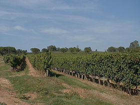 Vignes à Lembras