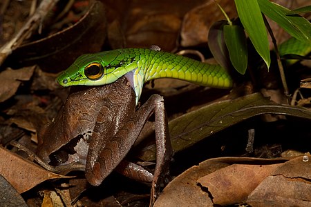 leptophis ahaetulla