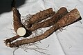 Lichtwurzel (Dioscorea batatas), Pflanzgut mit Triebknospen