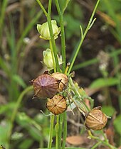 Capsules Linum usitatissimum capsules, vlas zaadbollen.jpg