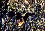 Miniatura para Myotis lucifugus