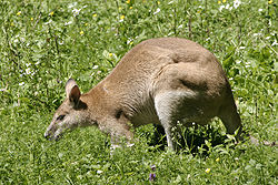 Ualabí ágil (Macropus agilis)