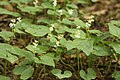 Maianthemum bifolium mit vegetativer Vermehrung