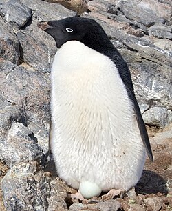 Perverse pinguïns leidden tot zelfcensuur 1