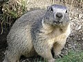 Marmotta alpina (Marmota marmota)