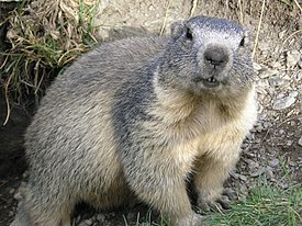 OFFtop -  9 275px-Marmota_marmota_Alpes2