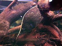 Риба-листок (Monocirrhus polyacanthus)