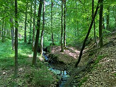 Auwald am Unterlauf