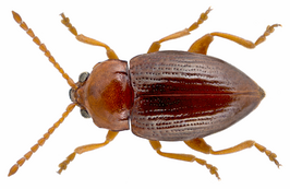 Neocrepidodera obirensis