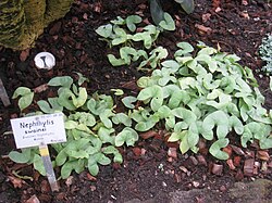 Nephthytis swainei - Berlin Botanical Garden - IMG 8683. 
 JPG