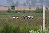 Pertanian di Korea Utara