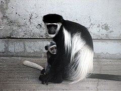 Mantelaffe (Colobus guereza) mit Jungtier