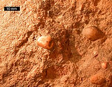 Bedding plane of Old Red Sandstone with quartz and chert pebbles, central England; scale bar is 10 mm OldRedSandstoneBeddingPlane.jpg