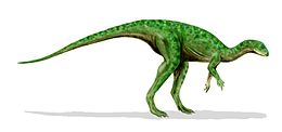 Az Othnielosaurus rekonstrukciója