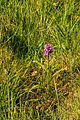 prstnatec májový (Dactylorhiza majalis) - Vachovec1