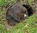 Water vole eating