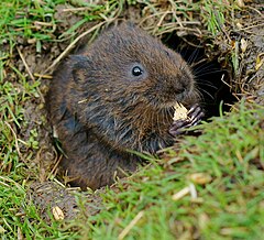 Panpipes of Vole Island - geograph.org.uk - 2608839.jpg