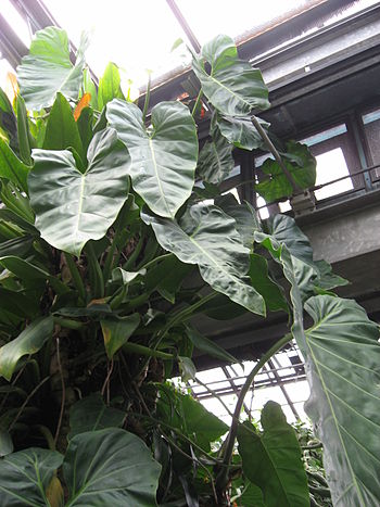 English: A picture of Philodendron maximum.