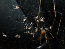 A cellar spider defending spiderlings. Pholcid and spiderlings.jpg