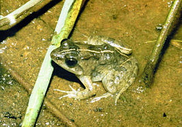 Phrynobatrachus acridoides