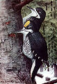 15 / Black-backed Woodpecker