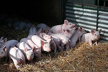 English: Piglets Inquisitive youngsters at Sca...