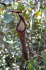 Miniatura para Nepenthes faizaliana