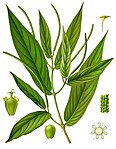 Piper angustifolium — Перец узколистный