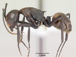 Polyrhachis unicuspis