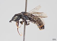 Protosmia rubifloris Female