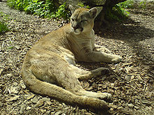 Puma zoo opole.jpg